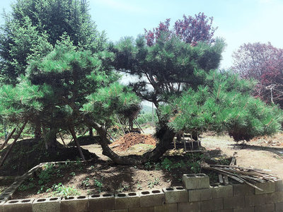 貴陽(yáng)造型樹綠化